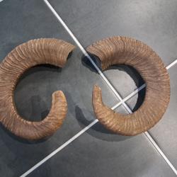 Lot de 2 cornes de mouflon #2906(2)