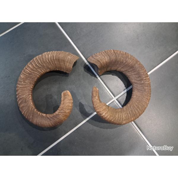 Lot de 2 cornes de mouflon #2906(2)