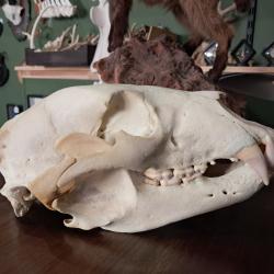 Cr&acirc;ne d'ours noir; Ursus americanus ; 28,5 cm