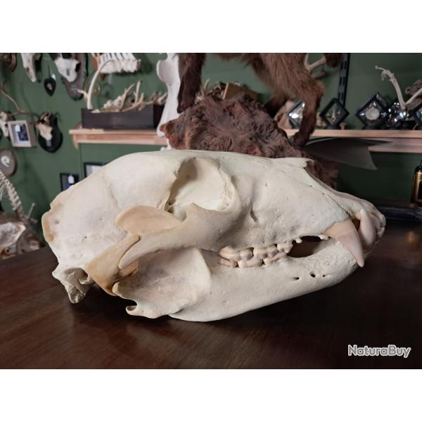 Cr�ne d'ours noir; Ursus americanus ; 28,5 cm