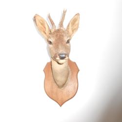 taxidermie