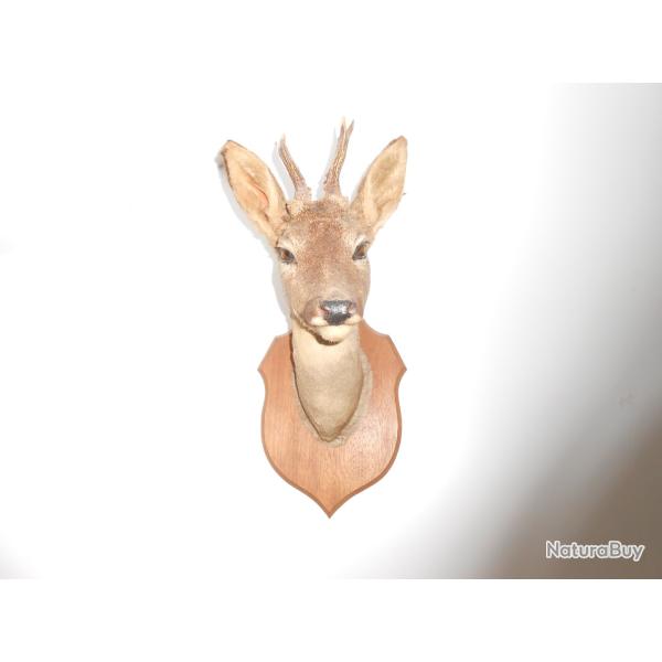 taxidermie