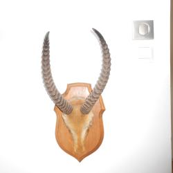 taxidermie Afrique