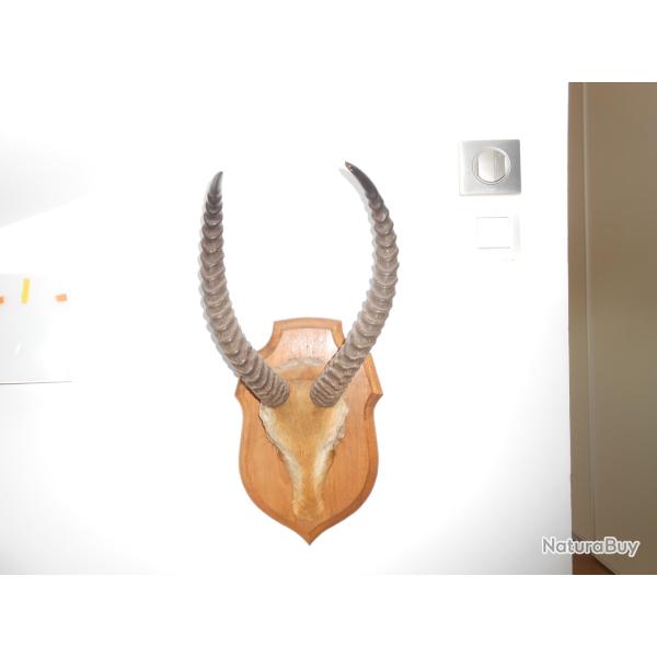 taxidermie Afrique