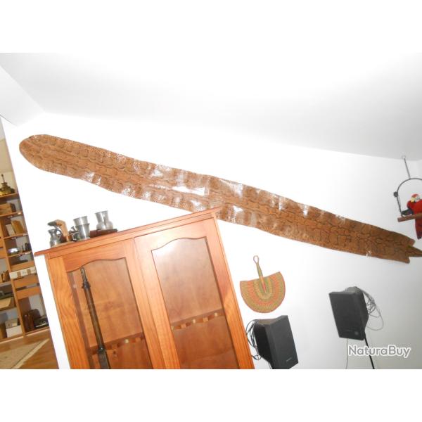 taxidermie peau de python