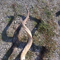 Corne de grand koudou ; Tragelaphus strepsiceros #LM26(B)