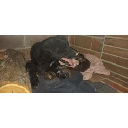 Donne chien type Jack Terrier