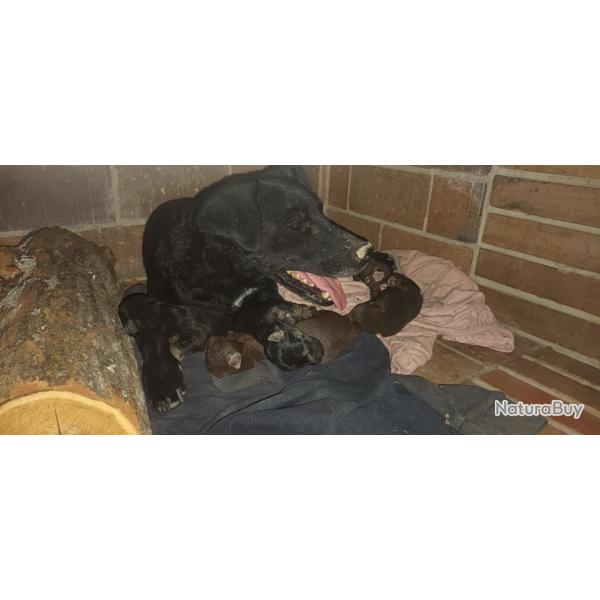 Donne chien type Jack Terrier
