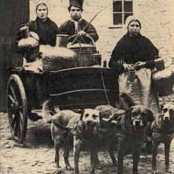 Carte postale ancienne - Attelage de chiens flamand -N&deg;8828