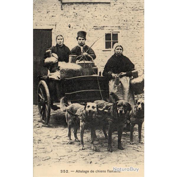 Carte postale ancienne - Attelage de chiens flamand -N�8828