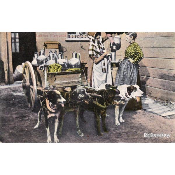 Carte postale ancienne Laiti�re Flamande avec chiens de trait -N�8830