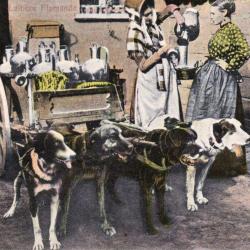 Carte postale ancienne Belgique Laiti&egrave;res