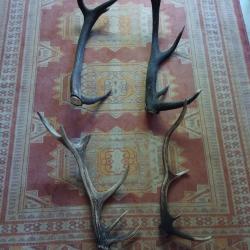 UN LOT DE BOIS CERF ENTRE 61 ET 75CM LIVRAISON GRATUITE