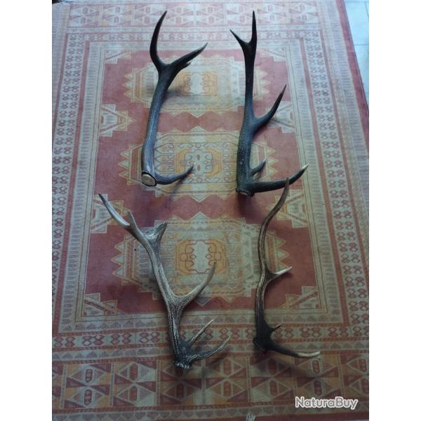 UN LOT DE BOIS CERF ENTRE 61 ET 75CM LIVRAISON GRATUITE