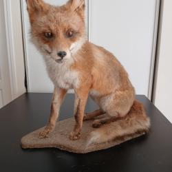 Renard roux empaill&eacute;