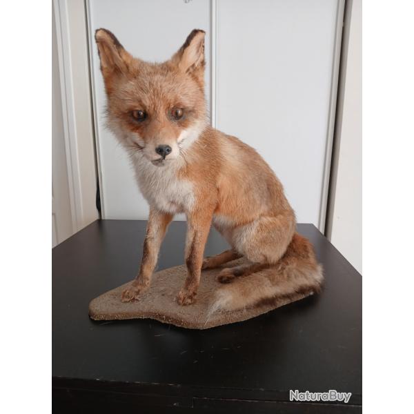 Renard roux empaill�