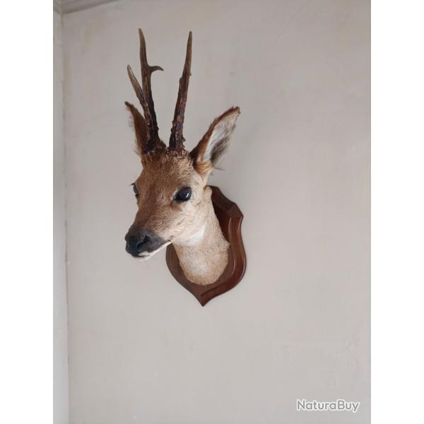 T�te de Brocard naturalis�e