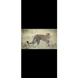 Chasse L&eacute;opard en Namibie