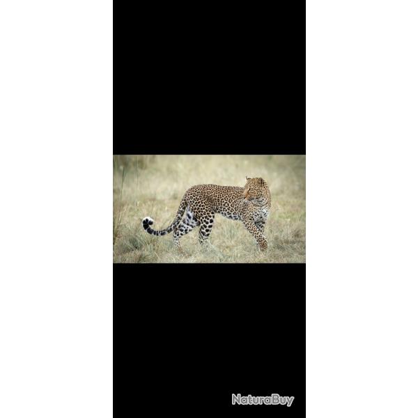 Chasse L�opard en Namibie