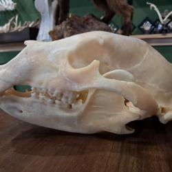 Cr&acirc;ne d'ours noir; Ursus americanus ; 25,3 cm
