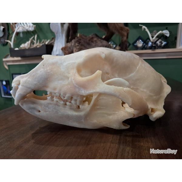 Cr�ne d'ours noir; Ursus americanus ; 25,3 cm