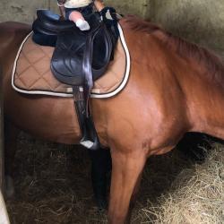 selle DEVOUCOUX