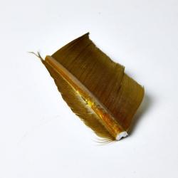 SUBSTITUT DE CONDOR OLIVE