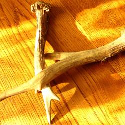 2 BOIS DE CHEVREUIL EN PARFAIT ETAT DEPAREILLEES - TRES PROPRE POUR COLLECTION OU FABRICATION OBJETS