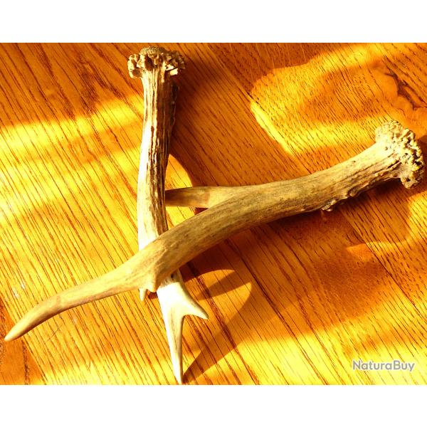 2 BOIS DE CHEVREUIL EN PARFAIT ETAT DEPAREILLEES - TRES PROPRE POUR COLLECTION OU FABRICATION OBJETS