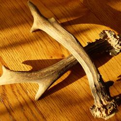 UNE PAIRE DE BOIS DE CHEVREUIL EN PARFAIT ETAT, POUR POSITIONNER SUR ECUSSON OU FABRICATION D'OBJETS