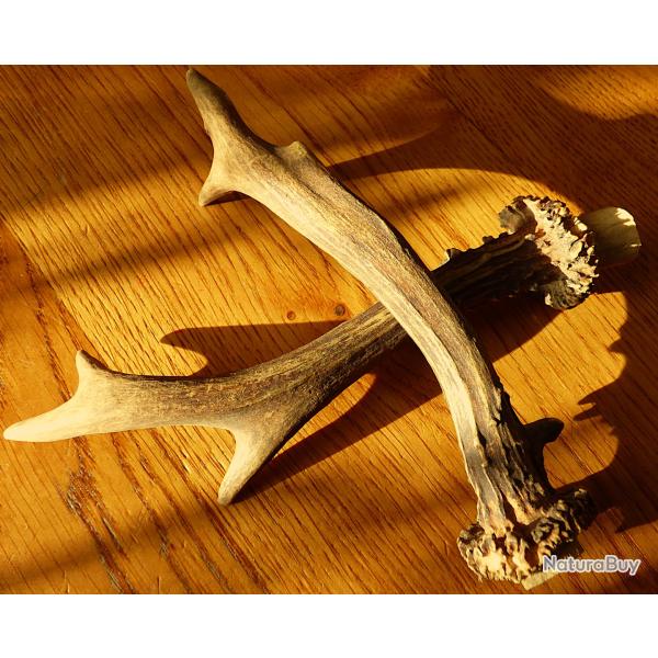 UNE PAIRE DE BOIS DE CHEVREUIL EN PARFAIT ETAT, POUR POSITIONNER SUR ECUSSON OU FABRICATION D'OBJETS