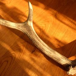 UN BOIS DE JEUNE CERF T- PROPRE POUR FABRICATION OBJETS COUTELLERIE OU SIMPLE COLLECTION OU DECOR