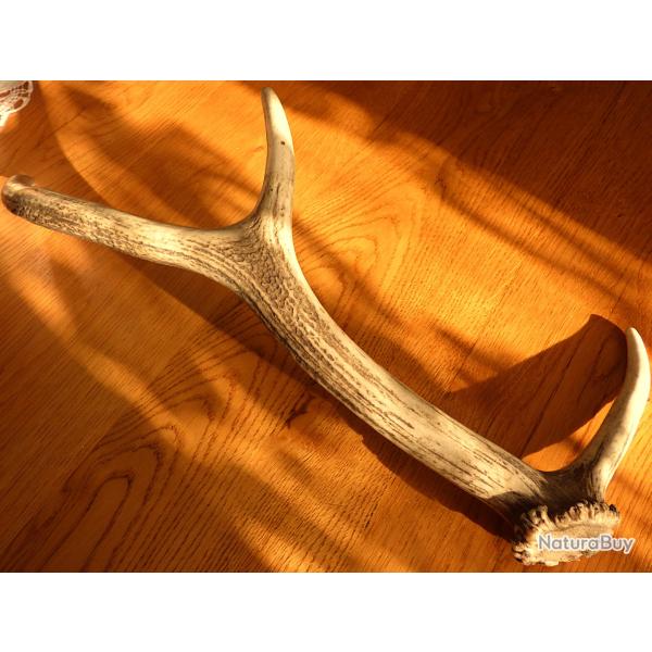 UN BOIS DE JEUNE CERF T- PROPRE POUR FABRICATION OBJETS COUTELLERIE OU SIMPLE COLLECTION OU DECOR