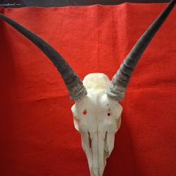 troph&eacute;e de chasse ancien