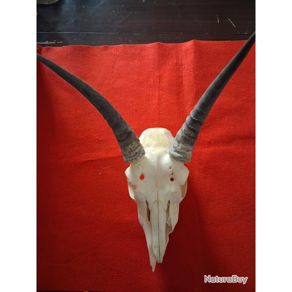 troph�e de chasse ancien