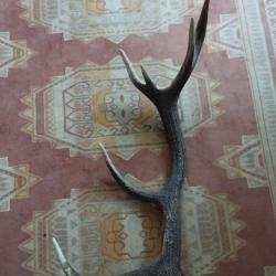 BEAU BOIS MUE DE CERF 6 CORS 80CM LIVRAISON GRATUITE