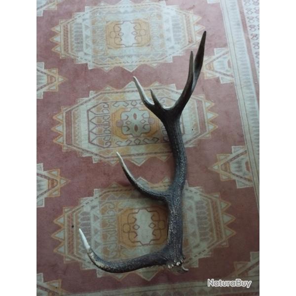 BEAU BOIS MUE DE CERF 6 CORS 80CM LIVRAISON GRATUITE