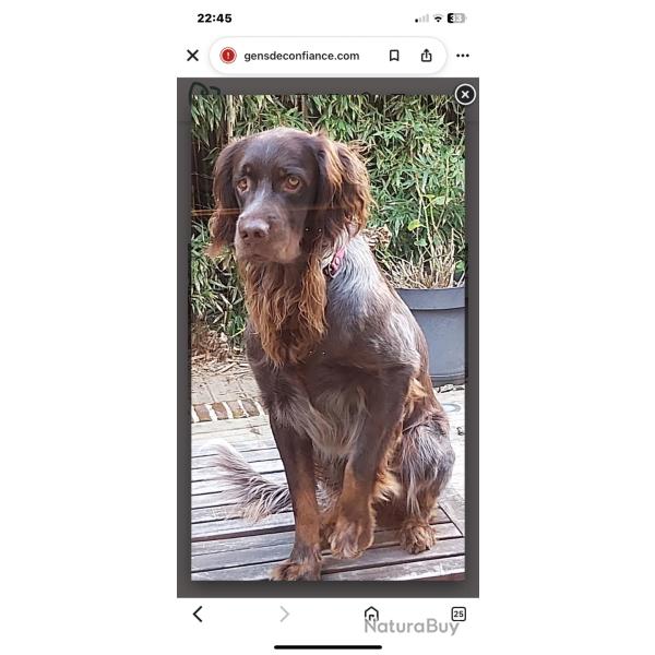 Je vends un bel Epagneul picard Lof, non st�rilis�, n� en 2021.