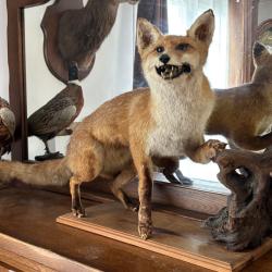 Renard naturalis&eacute; entier sur socle