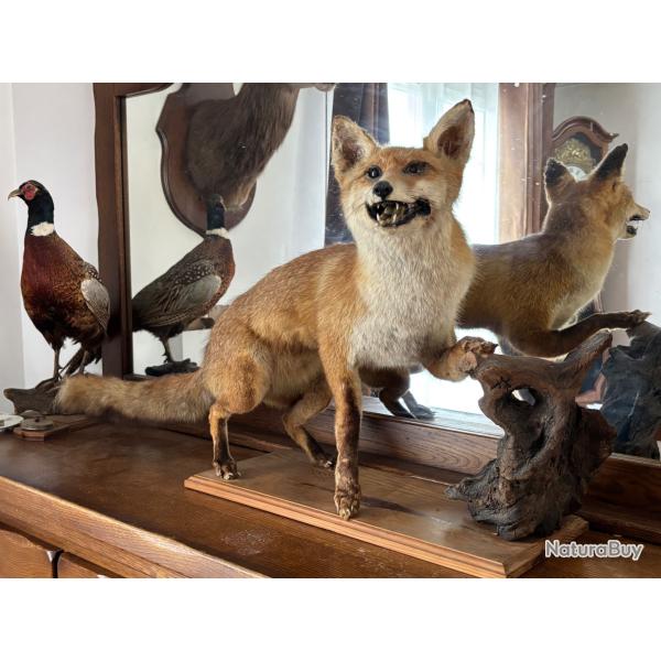 Renard naturalis� entier sur socle