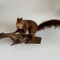 &Eacute;cureuil naturalis&eacute; sur son rondin