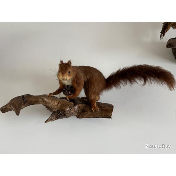 �cureuil naturalis� sur son rondin