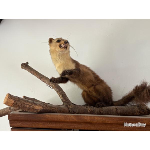 Fouine naturalis�e sur son rondin
