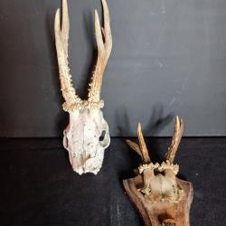 2 troph&eacute;es de chasse