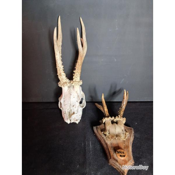 2 troph�es de chasse