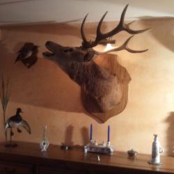 TROPHEE DE CHASSE CERF