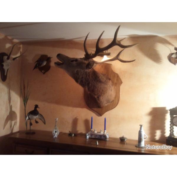 TROPHEE DE CHASSE CERF