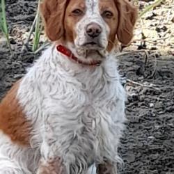 recherche chiot &eacute;pagneul breton femelle blanc et orange robe rouannaise