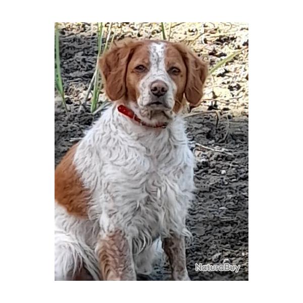 recherche chiot �pagneul breton femelle blanc et orange robe rouannaise