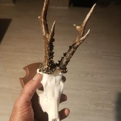 Mini troph&eacute;es de cerf